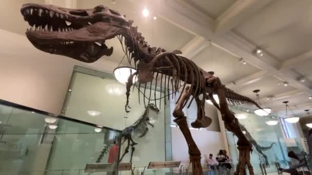 Nueva York Estados Unidos Enero 2024 Fantásticos Fósiles Cuerpos Museo — Vídeos de Stock