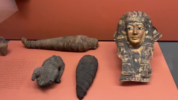 New York Usa Ledna 2024 Fosilní Archeologické Pozůstatky Starověkého Egypta — Stock video
