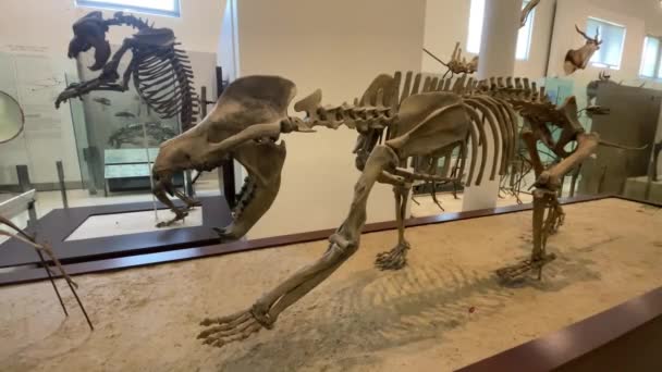 New York Usa Januar 2024 Skelettreste Eines Ausgestorbenen Dinosaurierkörpers Gefunden — Stockvideo