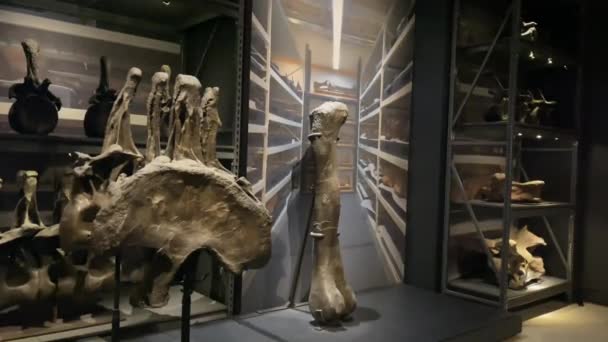Nueva York Estados Unidos Enero 2024 Huesos Fósiles Dinosaurios Animales — Vídeos de Stock