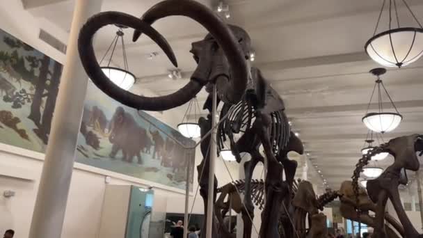 美国纽约州 2024年1月10日 美国自然历史博物馆的一个猛犸象化石 存在于上新世 更新世和全新世 — 图库视频影像