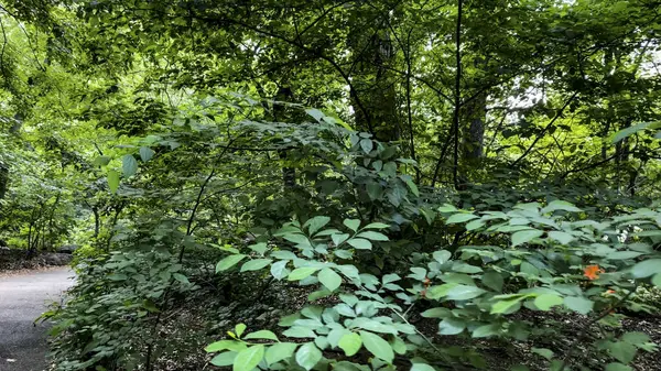 New York 'un başkenti Manhattan' da (ABD) bulunan bir halk parkı olan Central Park 'ın yemyeşil arazisinde yürüyoruz.).