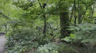 New York, ABD; 5 Şubat 2024: New York, New York 'un başkenti Manhattan' da bulunan bir halk parkı olan Central Park 'ın yemyeşil arazisinde yürümek (ABD)).