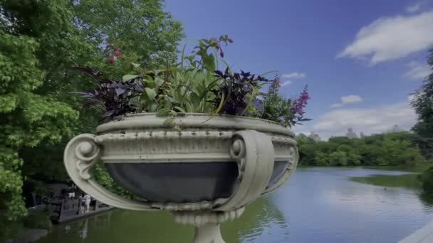 美国纽约州 2024年2月5日 中央公园的花卉和茂密的植被是位于美国纽约市曼哈顿市区的一个公共城市公园 — 图库视频影像