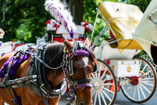 New York 'un New York şehrinde, Manhattan' ın metropolitan bölgesinde bulunan Central Park 'taki bir halk parkı olan Rickshaw ya da at arabası gezisi.).