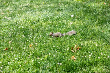 Manhattan 'ın metropolitan bölgesinde bulunan Central Park' taki geniş çimenli arazinin keyfini çıkaran bir sincap, New York 'un kalbinde (ABD).