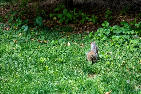 Manhattan 'ın metropolitan bölgesinde bulunan Central Park' taki geniş çimenli arazinin keyfini çıkaran bir sincap, New York 'un kalbinde (ABD).