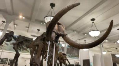 New York, ABD; 10 Ocak 2024: Bir mamutun vücut fosilleri, Pliyosen, Pleistosen ve Holosen çağlarında Amerikan Doğa Tarihi Müzesi 'nde dinozorlarla birlikte var olan bir memeli..