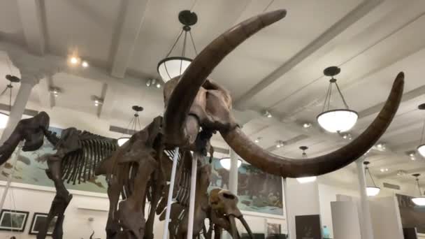 アメリカ合衆国ニューヨーク 2024年1月10日 アメリカ自然史博物館で恐竜と共にプリオセネ プレシストセン ホロコーネに存在した哺乳類の体の化石 — ストック動画