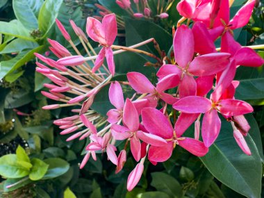 Ixora bitkisi, Ixoreae kabilesinin Rubiaceae familyasından tropikal ve subtropikal ormanların tipik kırmızı ve sarı renklerine sahip bir bitki cinsidir..