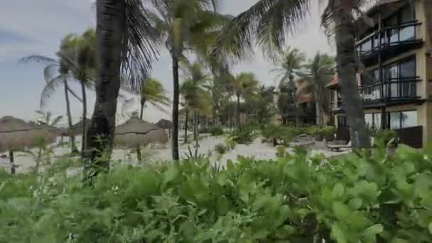 Arka Planda Kristal Berrak Turkuaz Yemyeşil Karayip Bitki Örtüsü Ile — Stok video
