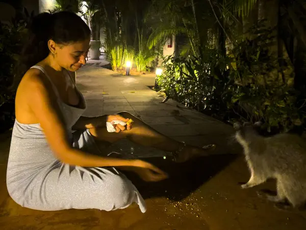 stock image Young woman feeding bread with her hand to a raccoon living in the wild at a Grand Luxury Resort Hotel in the Mexican Caribbean.