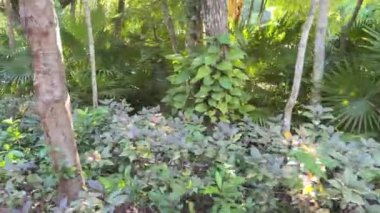 Cancun, Meksika; 25 Haziran 2024: İçinizdeki kaşifi serbest bırakın ve Cancun ormanının yemyeşil tropikal bitkilerinde heyecan verici bir yolculuğa çıkın. Doğanın canlandırıcı enerjisini hisset..