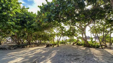 Tropical environment with typical caribbean vegetation with palm trees on top of fine sand and in the background the caribbean sea ideal for vacation and relaxation. clipart