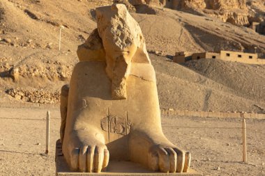 Luxor 'daki Hatshepsut morg tapınağının girişindeki Sphinx sessiz nöbetçisi. Bu esrarengiz yaratık binlerce yıldır Nil Vadisi 'ni izledi. Antik Mısır' ın sırlarını korudu..