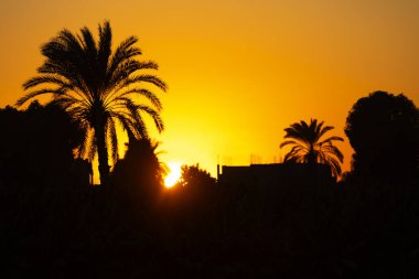 Çölde dik duran bu büyüleyici palmiye ağacının siluetine bakarken altın saatin büyüsünü hissedin. Günbatımının ılık renkleri gerçekten büyülü bir atmosfer yaratır..