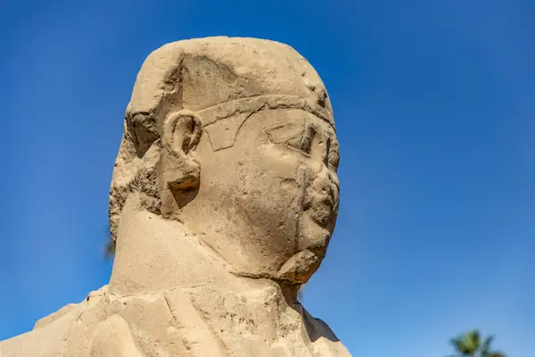 stock image A weathered sphinx head stands tall and proud along Luxor's iconic Sphinx Avenue, a silent guardian of ancient Egypt. This captivating image showcases the enduring power and mystery of these mythical.