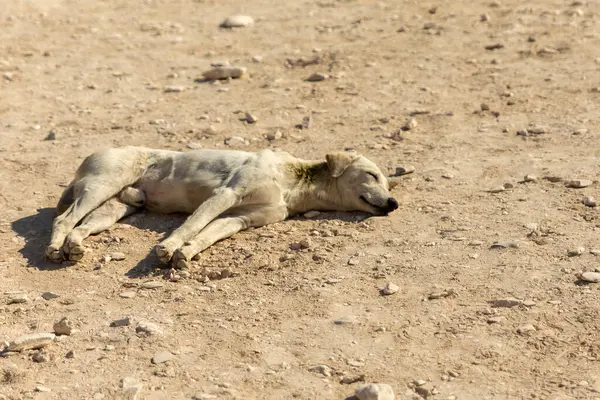 stock image A skeletal canine, its ribs protruding, lies defeated on the barren sands of the Sahara, a haunting image of hope lost in the vast desert.