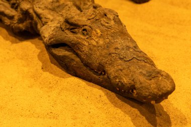 Nil 'in Kutsal Koruyucusu, Kom Ombo tapınak müzesinde bulunan mumyalanmış bir timsah. Bu antik kalıntı timsah tanrısı Sobek 'e adanmıştır ve Mısır inanışları hakkında bir içgörü sunar..