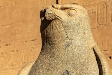 Şahin tanrısı Horus 'un heykeli Edfu Tapınağı' nın üzerinde süzülüyor. İlahi bir varlığın bu çarpıcı temsili Antik Mısır 'a gelen her ziyaretçi için görülmesi gereken bir şeydir..
