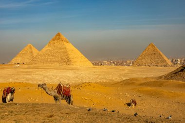 Giza, Mısır; 20 Ocak 2024: Kahire 'deki meşhur Giza Piramitleri' nden önce Camels 'un ikonik görüntüsünü tecrübe edin. Çöl manzarasını ve Giza Platosu 'nun antik harikalarını keşfedin..