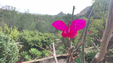 Archena 'nın doğal cazibesini Ricote Vadisi, Segura Nehri, Murcia, İspanya' da keşfedin. Bu bölgenin benzersiz manzarasını ve sakin nehir ayarlarını keşfedin..