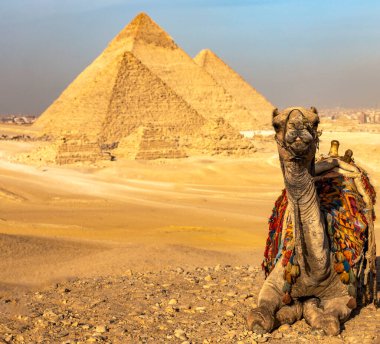 Kahire, Mısır; 20 Ocak 2024: Antik Mısır piramitleri ile Giza 'nın deve turizm sahnesi, bir dünya harikası. Seyahat blogları ve kültürel miras sunumları için mükemmel..