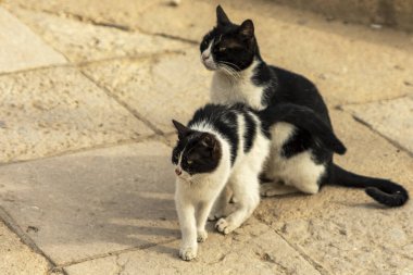Muhammed Ali 'nin kale ziyaretinde bir turistle birlikte Kahire' nin kedi dostu camisini gösterin. Kültürel seyahat ve eşsiz deneyimleri vurgulamak için mükemmel bir tasarım..