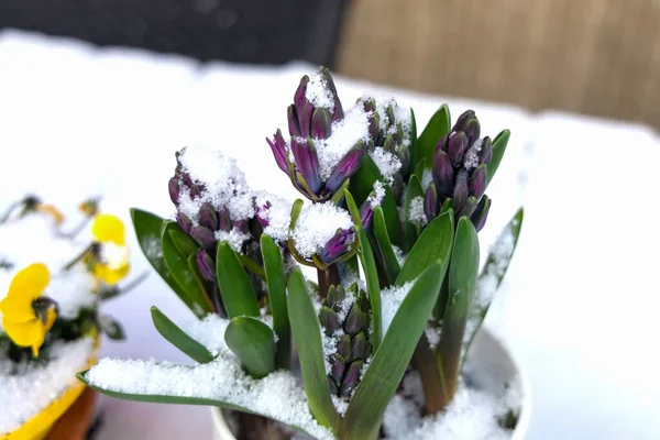Spring flower geocinth under snow in the garden. High quality photo