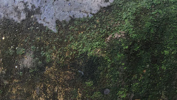Eski Beton Duvarda Yeşil Yosun Soyut Arkaplan Dizayn Için Doku — Stok fotoğraf