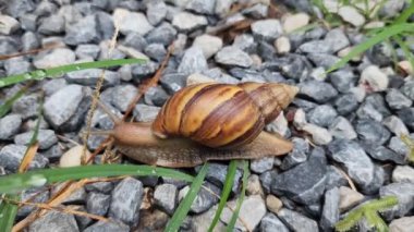 Salyangoz taşlı bir köy yolunda yavaşça sürünür. Vahşi doğa..