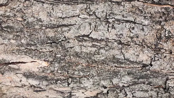 Tasarım Için Arka Plan Olarak Eski Bir Ağacın Kabuğu Doku — Stok fotoğraf