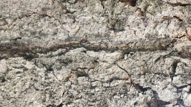 Ağaç kabuğu dokusu. Ağaç kabuğu dokusu. Ağaç kabuğu arka planı. Ağaç kabuğu dokusu