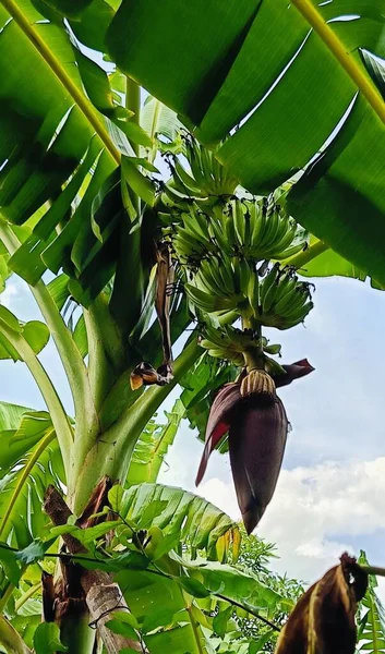 Banana tree with ripe green bananas and unripe bananas.