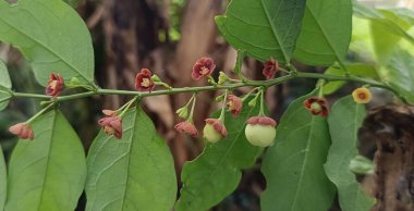 Kırmızı çiçekli bir hanımeli ağacının çiçekli dalı