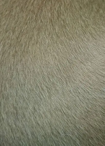 Close up of a dog fur texture. Can be used as background