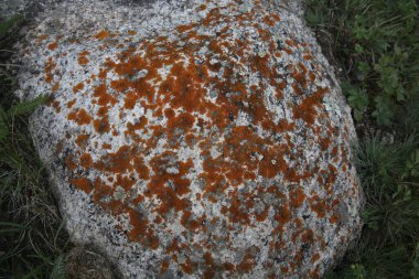 Red moss on white stone, close-up, texture clipart