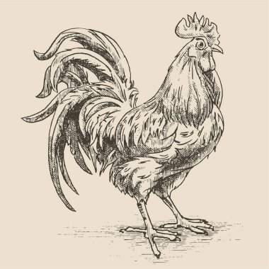 Horoz, bir ortaçağ gravür stili illüstrasyon