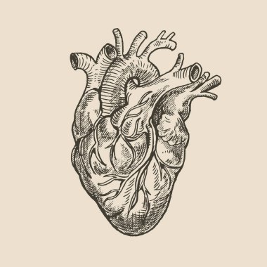 Kalp, anatomik olarak doğru kalp tasviri, bir ortaçağ oyması tarzında çizim