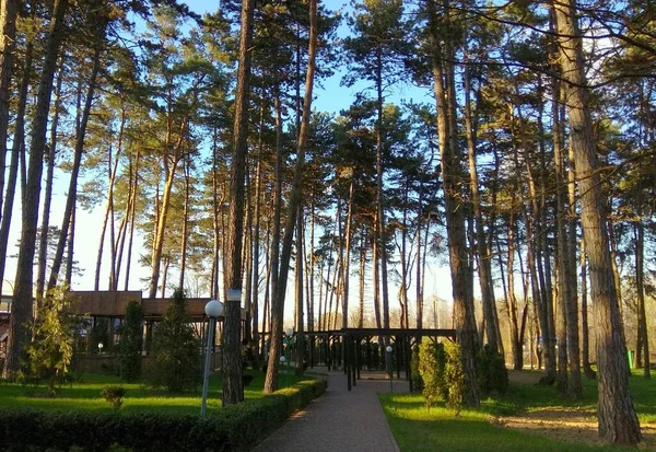 Sanatoryum Bölgesindeki Ukrayna Khmilnyk Khmilnyk Sanatoryumu Çam Ormanı Ağacı — Stok fotoğraf
