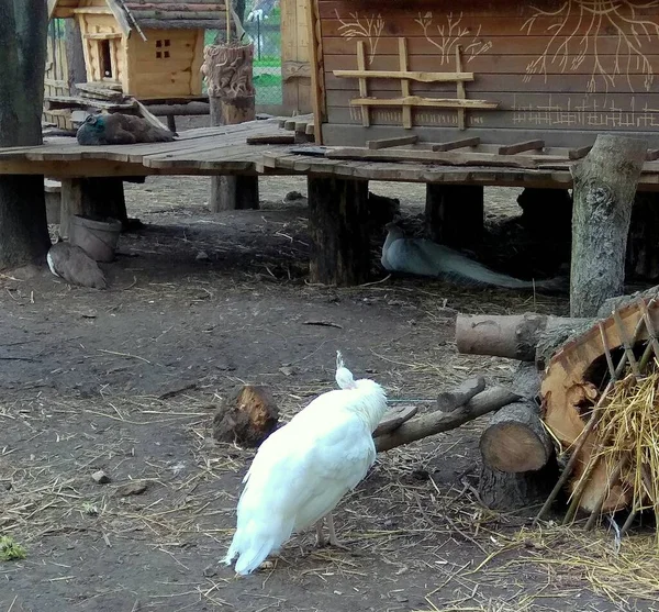 Ukraine Chmilnyk Taras Schewtschenko Park Exotische Vögel Zoo — Stockfoto