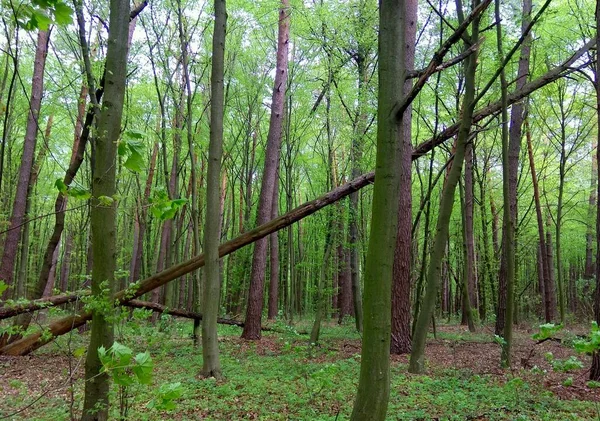 Ucrânia Khmilnyk Natureza Floresta Primavera — Fotografia de Stock