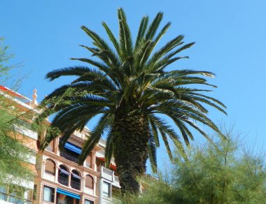 Spain, San Sebastian, Alderdi Eder park, top of the palm tree