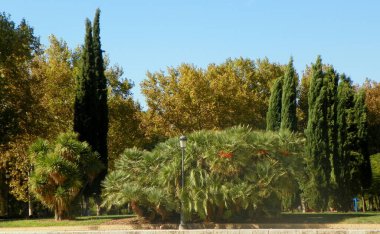 Spain, Madrid, Parque de la Montana (Mountain Park), nature in the park