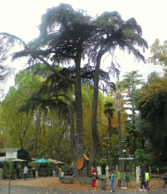 Italy, Rome, Viale dell'Orologio, old tree with three trunks in Villa Borghese park