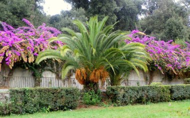 Italy, Rome, 6 Viale Fiorello La Guardia, bushes of flowers along the road