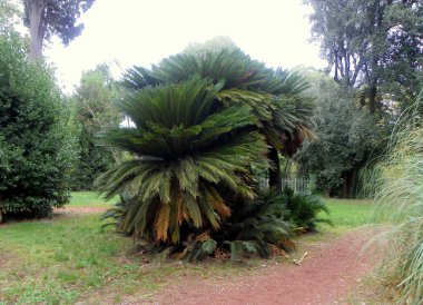 Italy, Rome, Piazzale Napoleone I, Villa Borghese, nature in the park