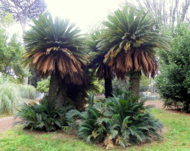 Italy, Rome, Piazzale Napoleone I, Villa Borghese, nature in the park