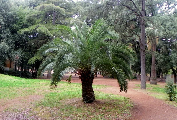 Italy, Rome, Piazzale Napoleone I, Villa Borghese, palm tree in the park