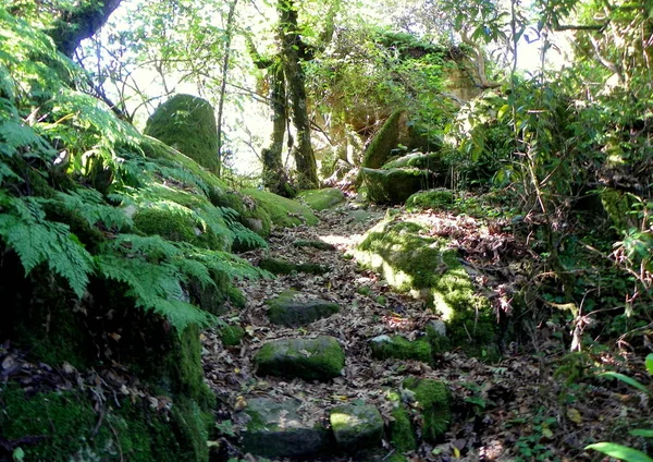 Portugalia Sintra Pena Park Teren Parku Kamienne Schody Pokryte Mchem — Zdjęcie stockowe